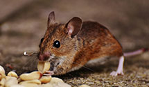 24 Hour & Emergency Exterminators in University Of Southern Ms, MS